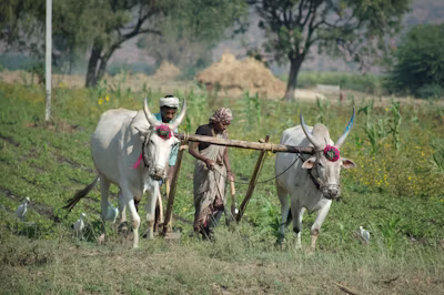 Traditional Land Tenure